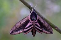 Sphinx ligustri
