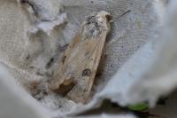 Heliothis peltigera