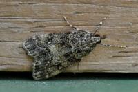 Eudonia lacustrata
