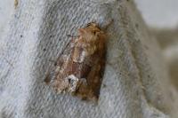 Oligia fasciuncula