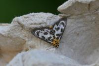 Anania hortulata