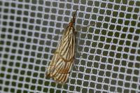 Chrysocrambus linetella