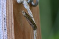 Aphomia sociella