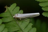 Eilema caniola