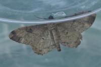 Peribatodes rhomboidaria rhomboidaria
