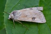 Heliothis peltigera