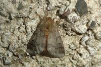Thaumetopoea pityocampa