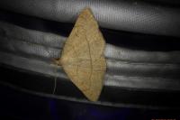 Paracolax tristalis