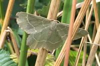 Thalera fimbrialis