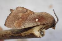 Dendrolimus pini pini