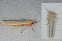 Manulea complana