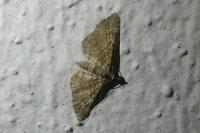 Gymnoscelis rufifasciata