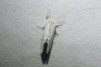 Sphrageidus similis