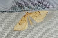 Gandaritis pyraliata