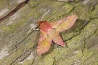 Deilephila porcellus
