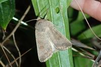 Hoplodrina ambigua