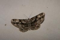 Peribatodes umbraria umbraria