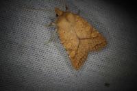 Jodia croceago