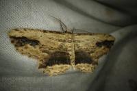 Menophra abruptaria