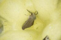 Diaphora mendica