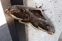 Saturnia pyri