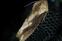Egira conspicillaris