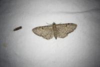 Eupithecia abbreviata