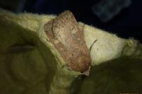 Xestia xanthographa