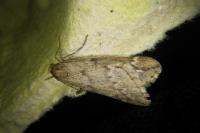 Alsophila aescularia