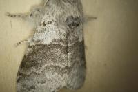 Calliteara pudibunda