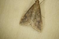 Udea ferrugalis