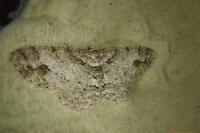 Paradarisa consonaria