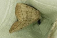 Charanyca trigrammica