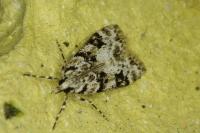 Eudonia delunella
