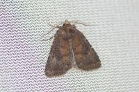 Rusina ferruginea