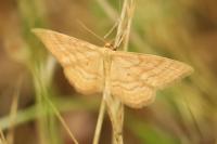 Idaea ochrata