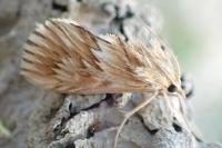 Cynaeda dentalis