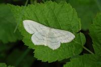 Scopula nigropunctata