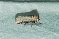 Axylia putris