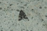 Acronicta megacephala