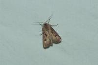 Agrotis exclamationis exclamationis
