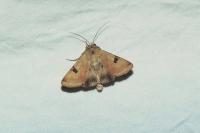 Heliothis peltigera