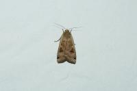 Noctua pronuba