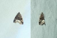 Deltote pygarga