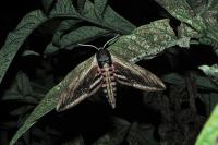 Sphinx ligustri