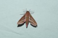 Deilephila elpenor