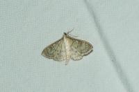 Patania ruralis