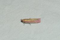 Oncocera semirubella