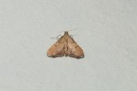 Endotricha flammealis