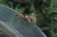 Acrobasis marmorea